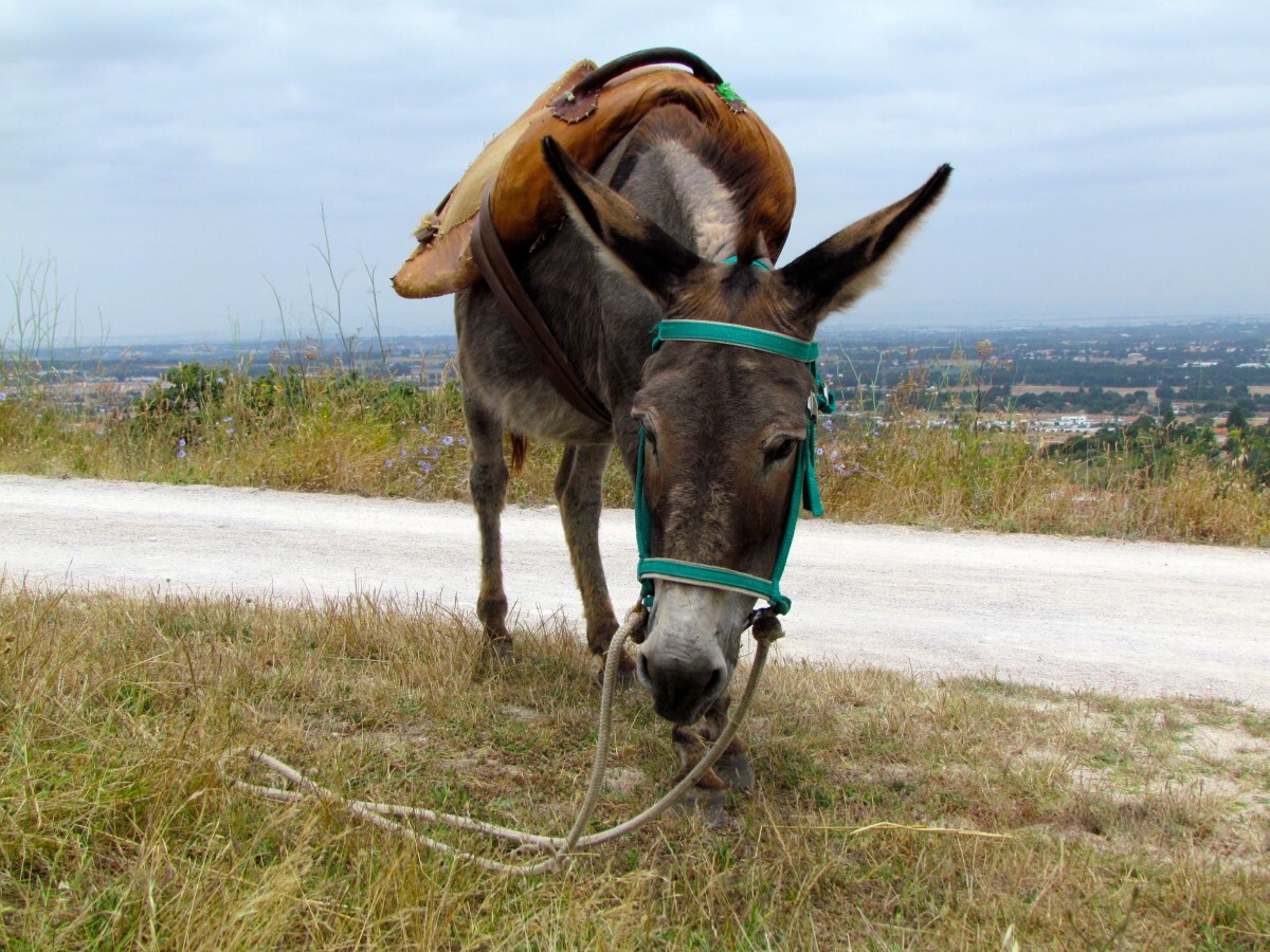 donkey_animal_portugal_beast_of_burden-802593.jpg